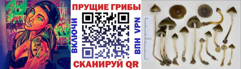 Псилоцибиновые грибы ЛСД  даркнет сайт  Малоархангельск 